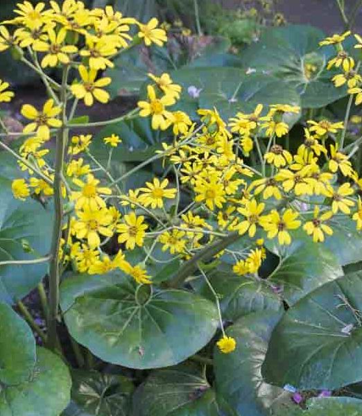 Farfugium japonicum Giganteum ArticJungle®